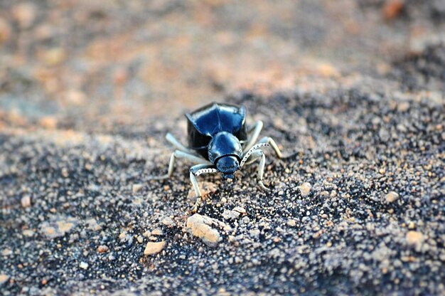 Photo close-up of crab on beach