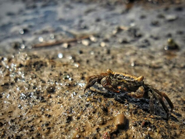 Close-up of crab on beach