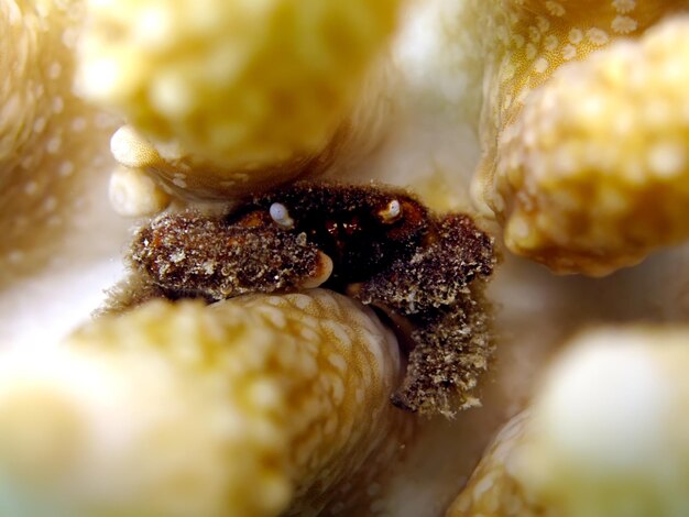 Photo close-up of crab on beach