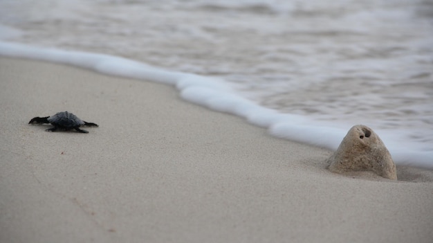 Foto prossimo piano di un granchio sulla spiaggia