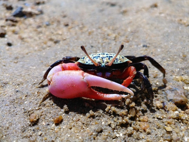 Photo close-up of crab on beach