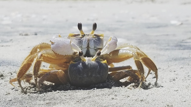 Photo close-up of crab on beach