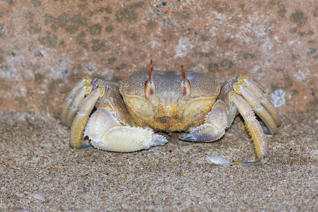 Close-up of crab on beach