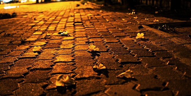 Close-up of crab on cobblestone