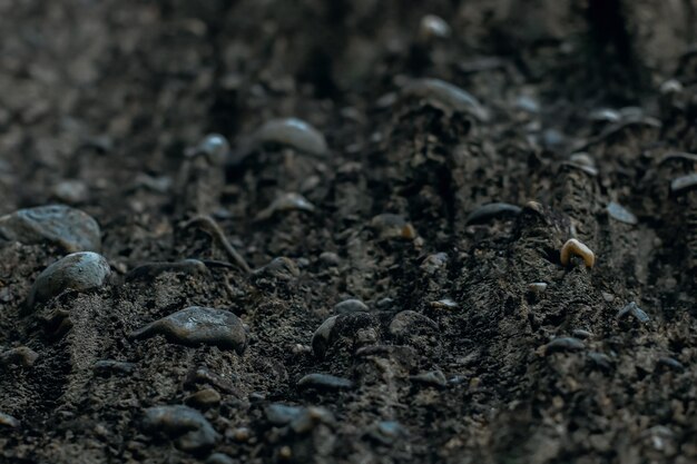 Close-up of crab on field