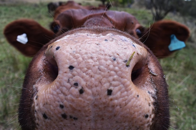 Foto prossimo piano di un granchio sul campo