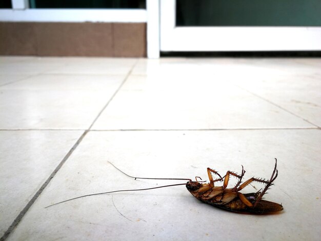 Close-up of crab on floor