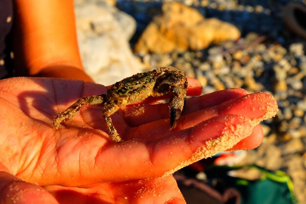 Close-up of crab on hand