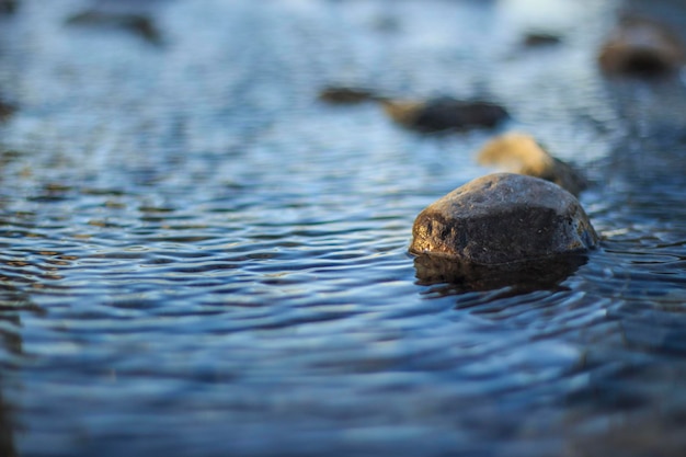 Photo close-up of crab in lake