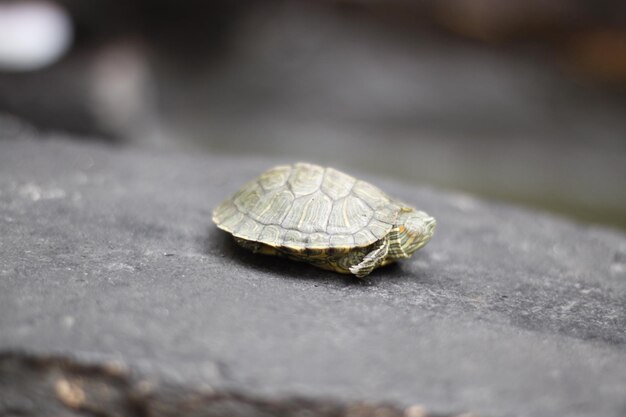 Close-up of crab on leaf