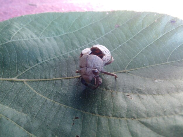 Photo close-up of crab on leaf