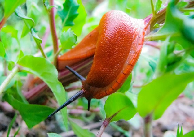 Close-up of crab on plant