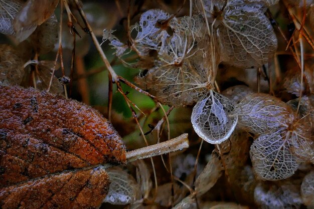 Close-up of crab on plants