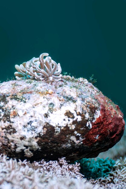 Photo close-up of crab on rock in sea