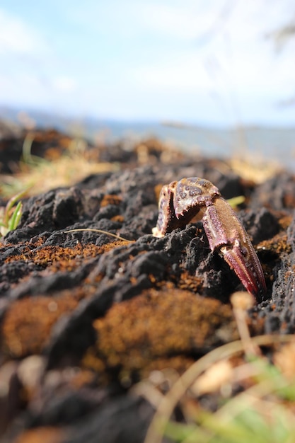 Photo close-up of crab on rock