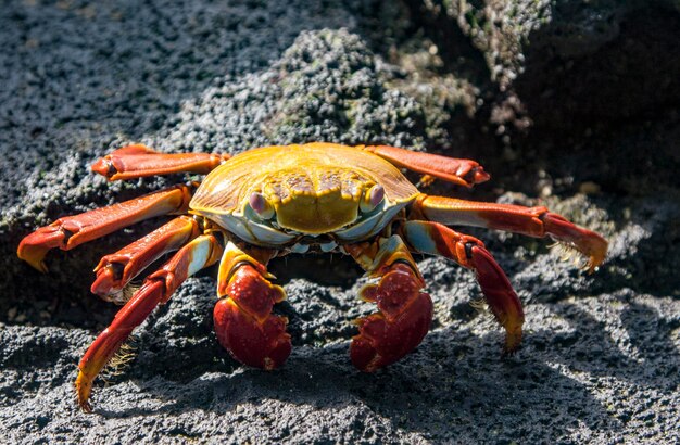 Photo close-up of crab on rock