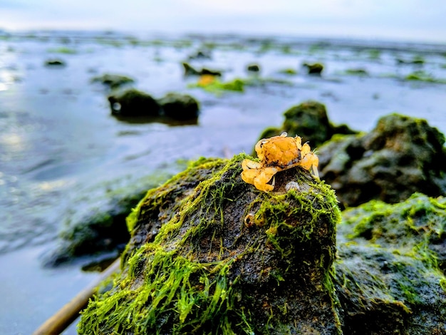 Photo close-up of crab on rock