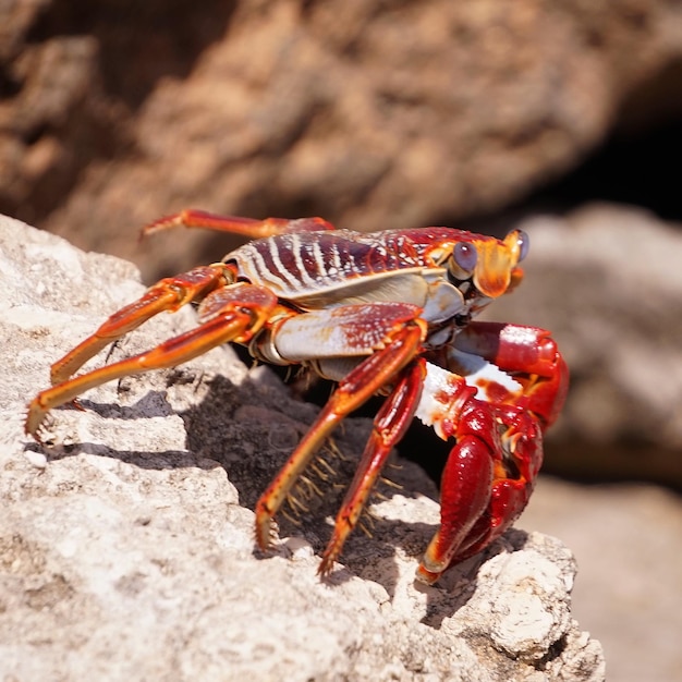 Photo close-up of crab on rock