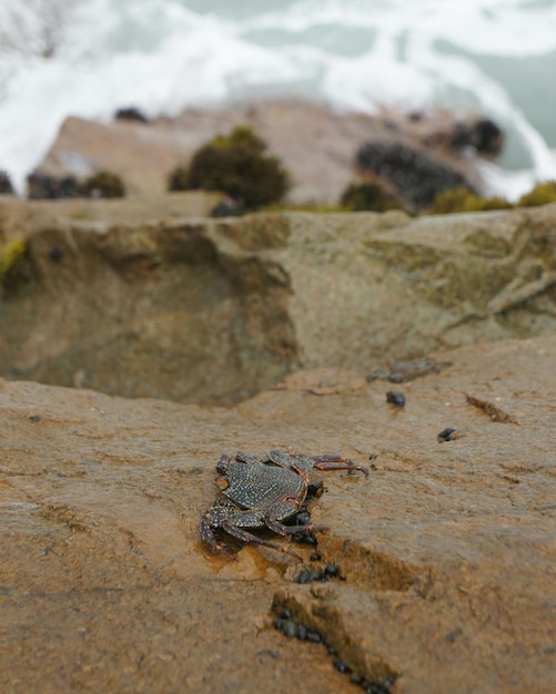 Photo close-up of crab on rock