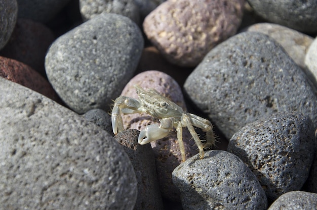 岩の上にあるカニのクローズアップ