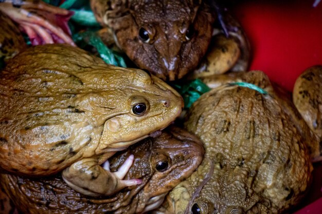 Foto close-up di un granchio in vendita al mercato