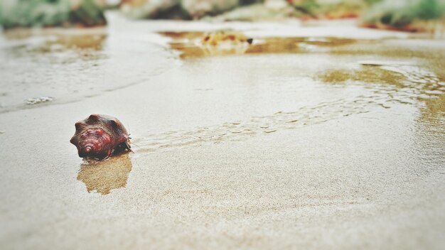 Foto close-up di un granchio sulla sabbia della spiaggia