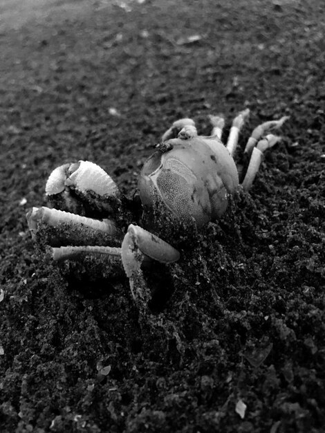 Foto close-up di un granchio sulla sabbia della spiaggia