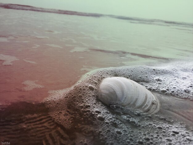 Photo close-up of crab on sand at beach