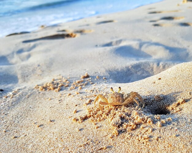 Photo close-up of crab on sand at beach