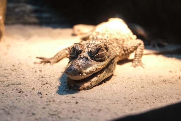 Photo close-up of crab on sand