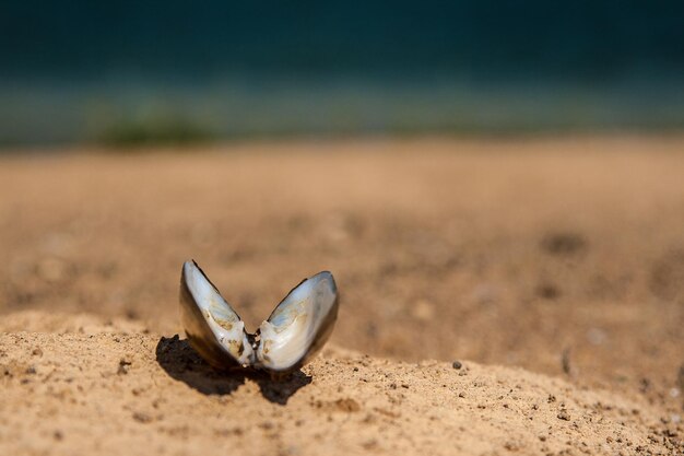 Close-up of crab on sand