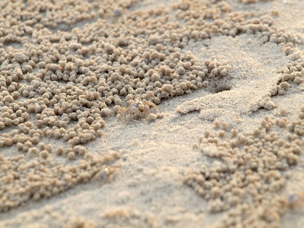 砂上のカニのクローズアップ