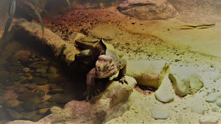 Photo close-up of crab on sand