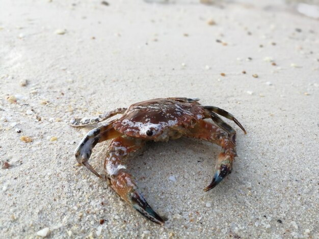 Photo close-up of crab on sand