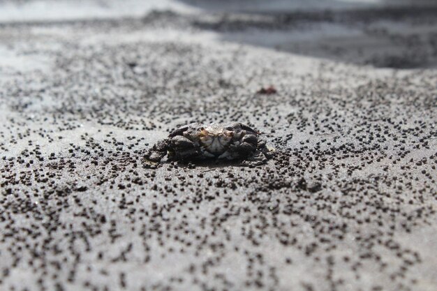 Photo close-up of crab on sand