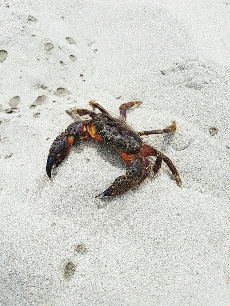 Photo close-up of crab on sand