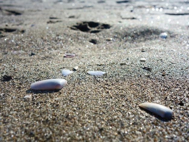 Close-up of crab on sand