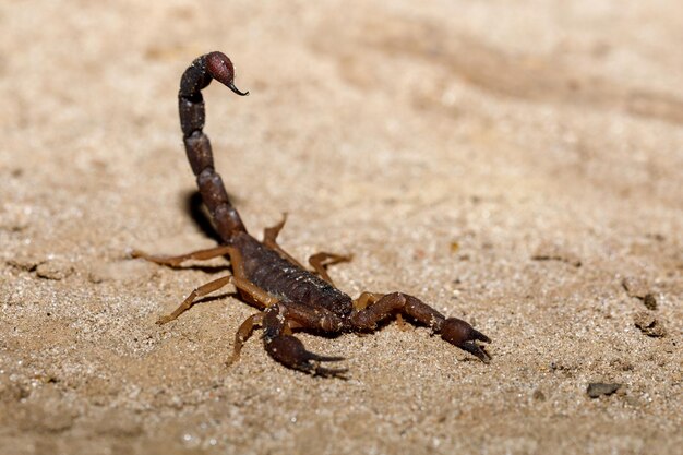 Photo close-up of crab on sand