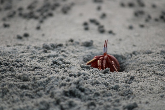 Photo close-up of crab on sand