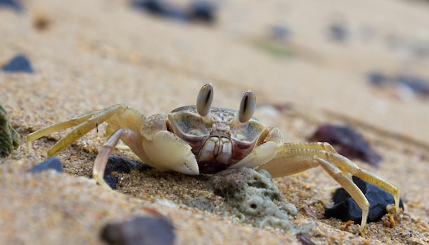 Photo close-up of crab at sandy beach