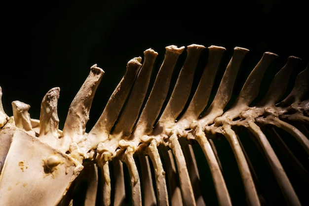 Close-up of crab over sea against black background