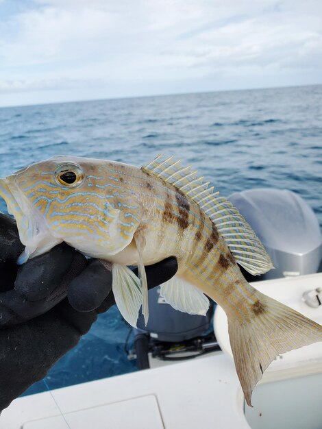 Foto close-up di un granchio in mare contro il cielo