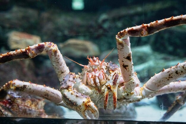 Photo close-up of crab in sea