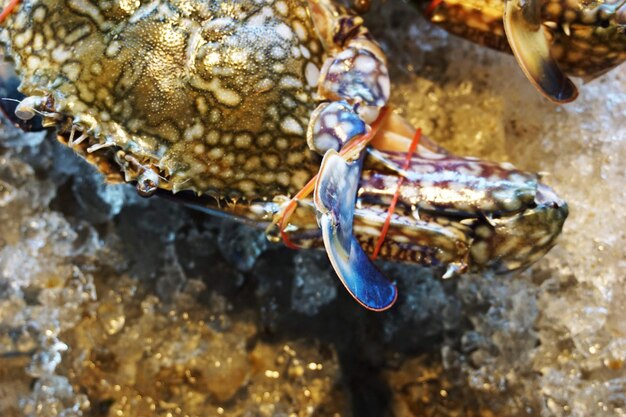 Photo close-up of crab in sea