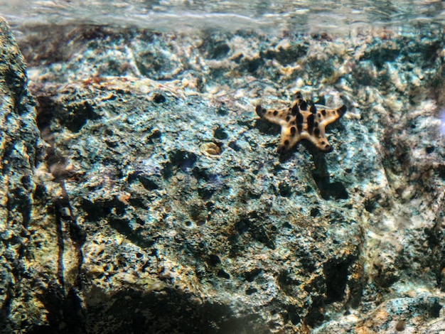 Photo close-up of crab in sea