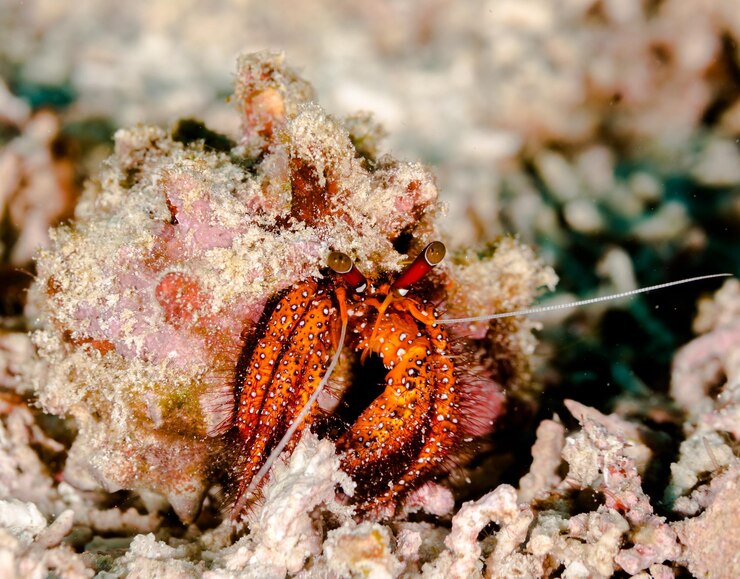 Photo close-up of crab on the sea