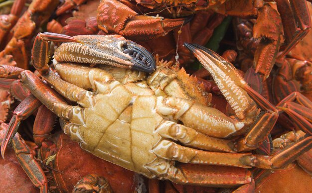 Photo close-up of crab in sea