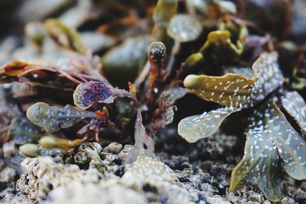 Foto prossimo piano di un granchio in mare