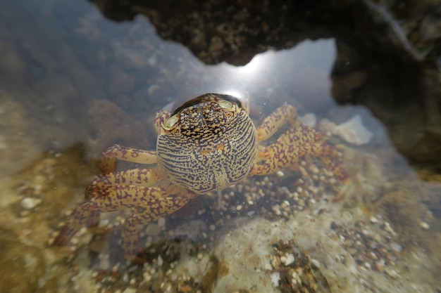 Foto prossimo piano di un granchio in mare