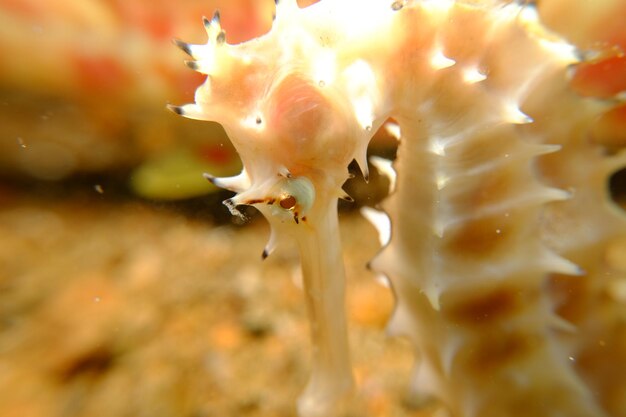 Close-up of crab in sea